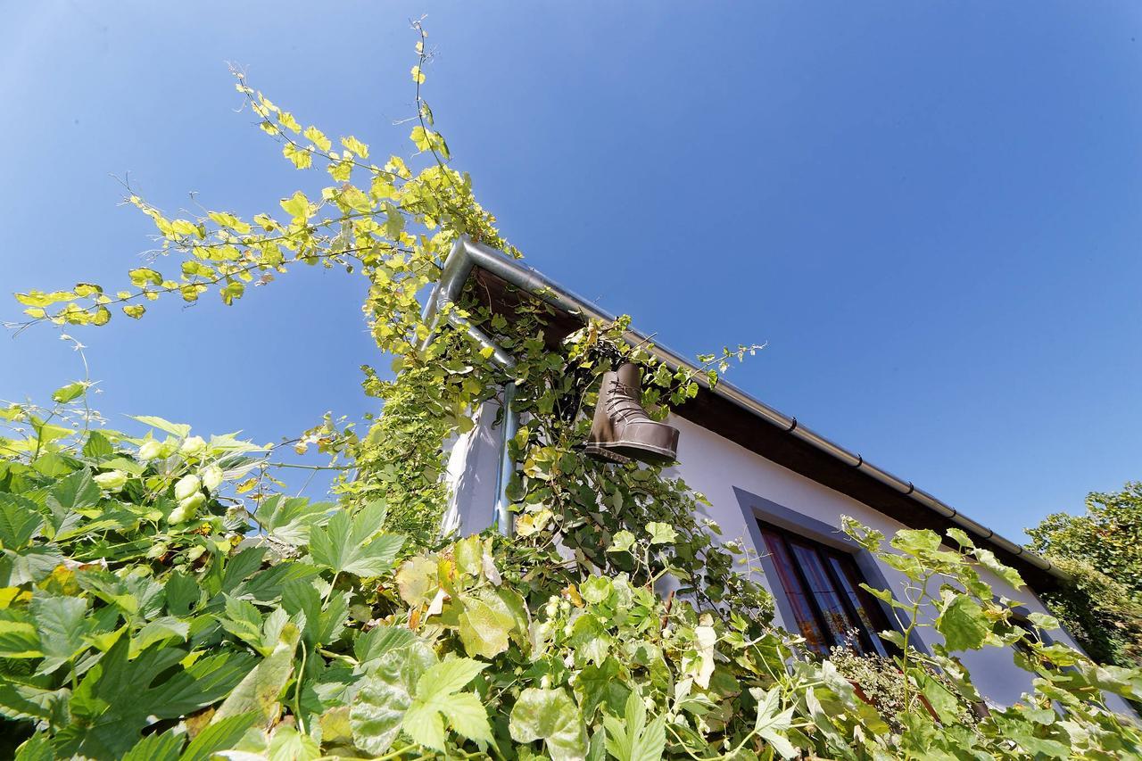 Pataky Borporta Bed & Breakfast Tarcal Eksteriør bilde